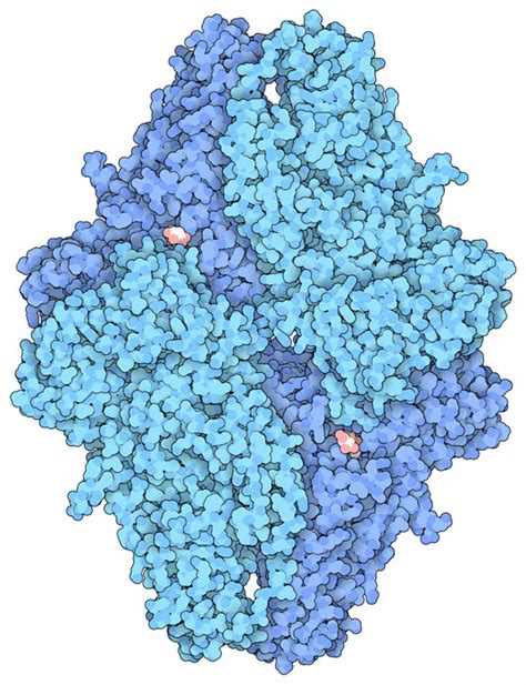 what is beta galactosidase|Molecule of the Month: Beta.